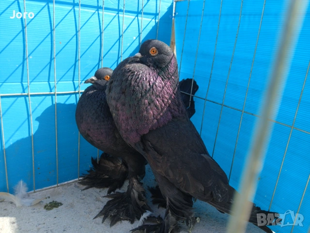 Гушести гълъби, снимка 2 - Гълъби - 53936777