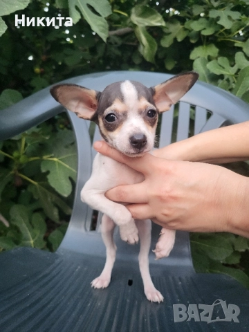 чихупинчер, снимка 1