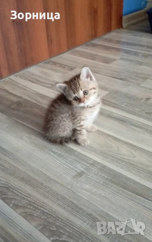 Британско коте , снимка 17 - Британска късокосместа - 54330980