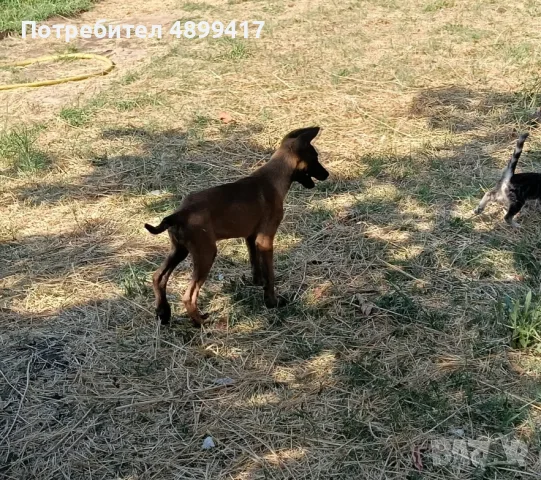 Белгийска овчарка малиноа 