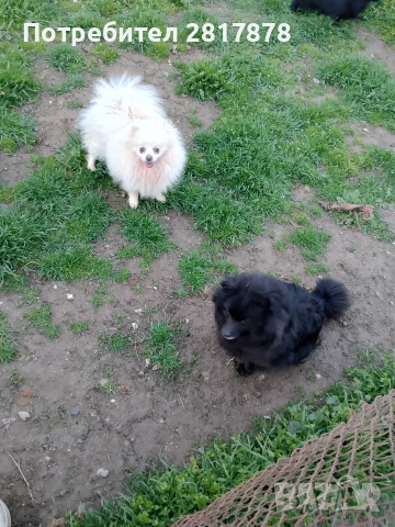 мини шпиц померан , снимка 4 - Померан - 54198635
