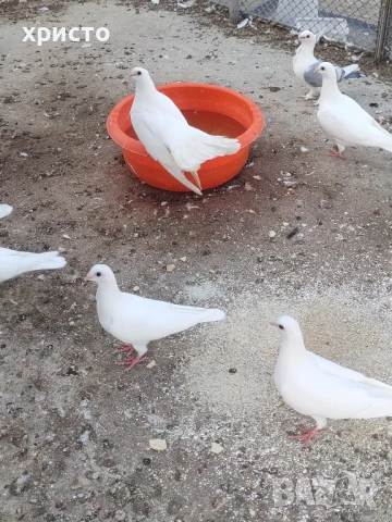 бели гълъби за сватба или отглеждане 