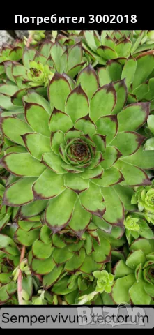 Дървото на живота и кактуси , снимка 12 - Стайни растения - 48831429