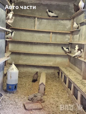 пазарджишки гълаби на хвърче не, снимка 15 - Гълъби - 48931184