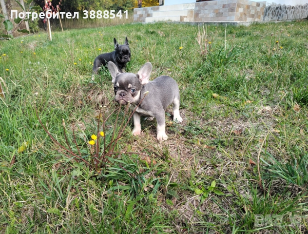 Елитни френски булдоци родени на 23.08., снимка 10 - Френски булдог - 43655613