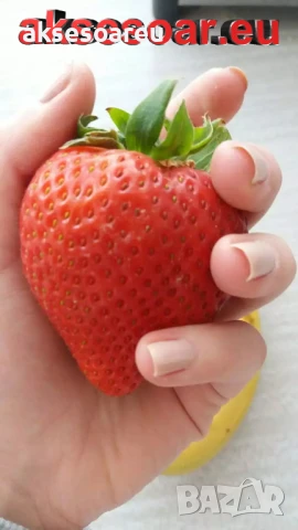 100 бр. ягодови семена от гигантска ягода градинско плодово растение сладки и вкусни червени ягоди, снимка 14 - Сортови семена и луковици - 50619114