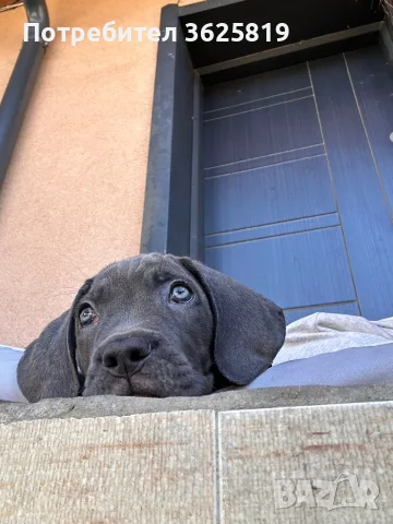 Кане Корсо - Cane Corso кученца, снимка 6 - Кане корсо - 55834113