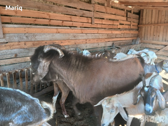 Продавам пръч, снимка 2 - Кози - 51492594