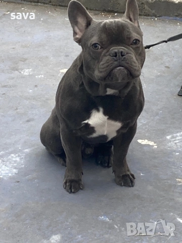 Френски булдог лилак син, снимка 8 - Френски булдог - 54225829