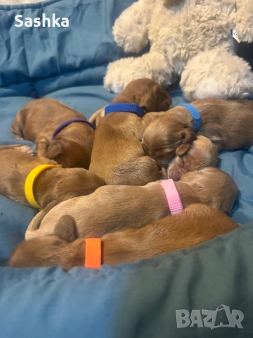 Английски кокер шпаньол, снимка 2 - Кокер шпаньол - 52356311