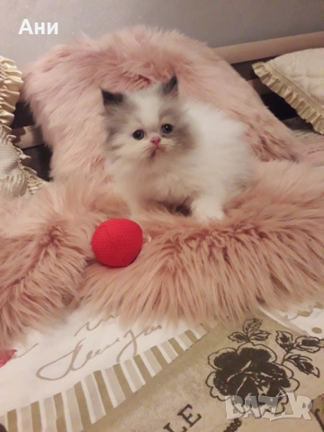 Котенце като Картичка