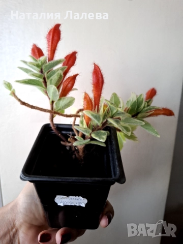 Колумнея, columnea hirta variegata, снимка 3 - Стайни растения - 52972499