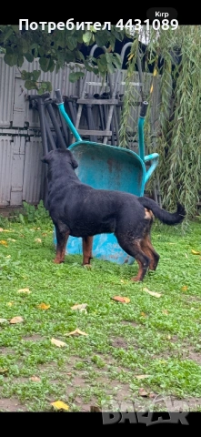 Ротвайлер за расплод, снимка 2 - Ротвайлер - 53004587