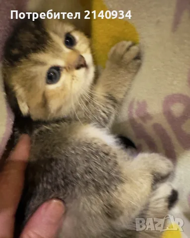 Шотландско клепоухо котенце. Златна чинчила. Scottish fold. Момче, снимка 6 - Чинчили - 55971098