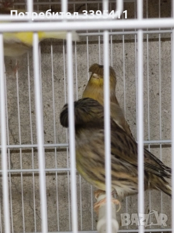 продавам цветни канари Жълти Червени Глостери и Венецуелски Скатии , снимка 11 - Канари - 52323560