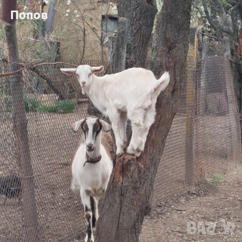 Продавам ярета, снимка 3 - Кози - 54291292