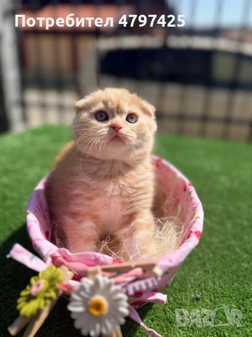 Шотландски клепоухи котета