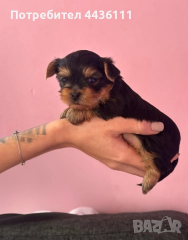 Три мъжки йоркита от родословни родители“, снимка 3 - Йоркширски териер - 52836585