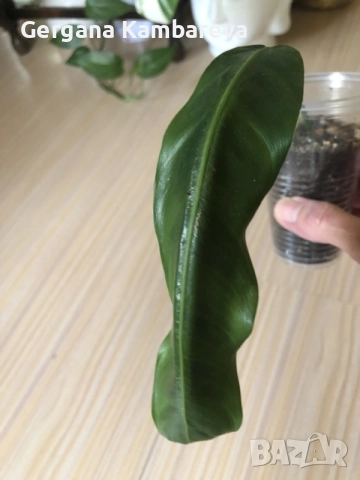 Philodendron Patriciae , снимка 6 - Стайни растения - 55708987