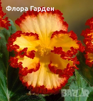 БЕГОНИЯ - Грудки/ ПРЕДВАРИТЕЛНИ ПОРЪЧКИ, снимка 15 - Сортови семена и луковици - 49235759