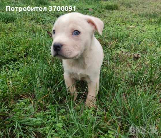 питбул , снимка 2 - Питбул - 52574169