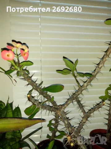 Христов венец/Исусов венец/цени в описанието , снимка 11 - Стайни растения - 48925731