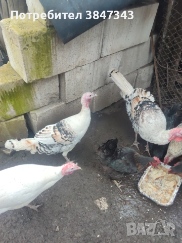 Млади пуйки, снимка 2 - други­ - 53121971