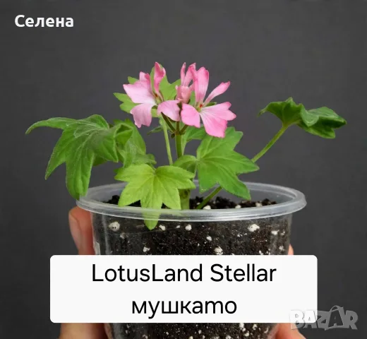 Мушкато LotusLand Stellar, снимка 3 - Стайни растения - 55905914
