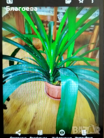 Кливия оранжева 2 големи растения, снимка 5 - Стайни растения - 47075644