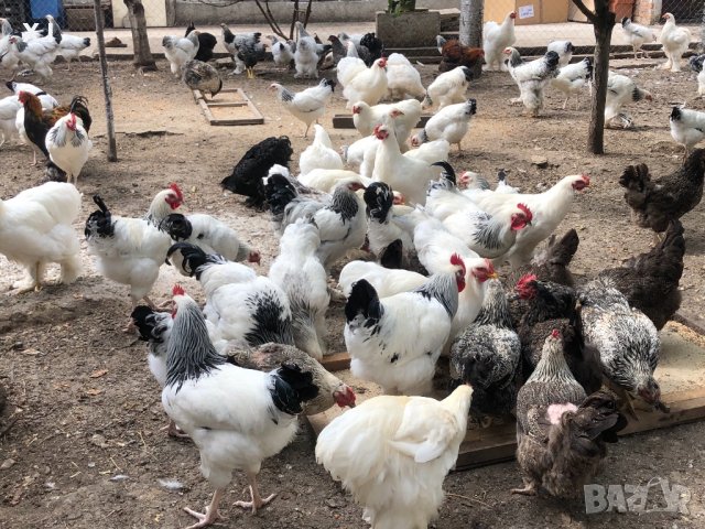 Невероятни БРАМА кокошки , снимка 5 - Кокошки и пуйки - 42342424
