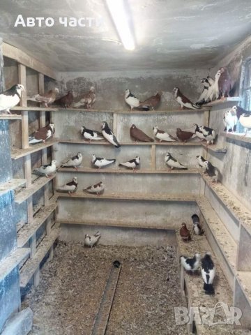 ГЪЛАБИ пазарджишки високолетачи, снимка 13 - Гълъби - 37735796