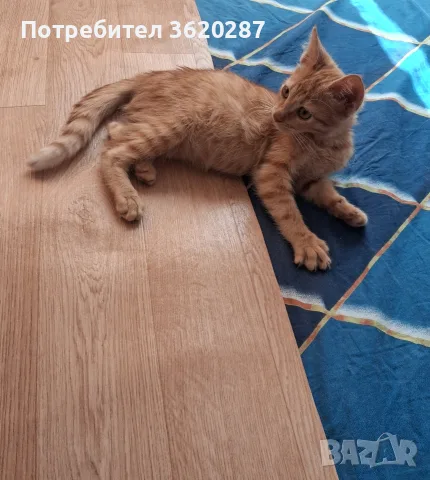 Малък рижав Рижко, снимка 11 - Други - 56113473