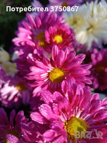 💜🌿🩷 Високостеблени хризантеми , снимка 11 - Градински цветя и растения - 52420302