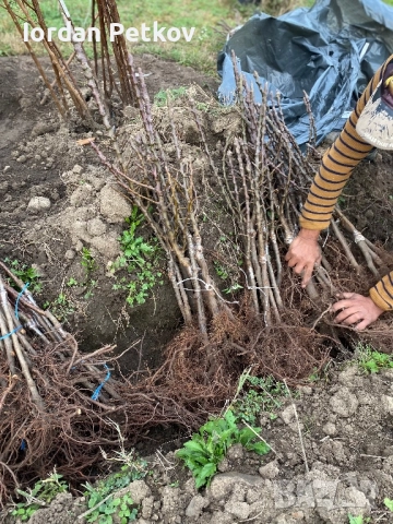 Мини дървета, снимка 5 - Разсади - 52656469