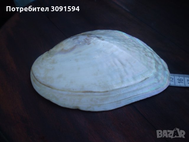 Много рядка голяма мида  седеф , снимка 7 - Други ценни предмети - 33836599