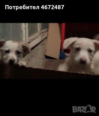 Подаряват се кученца, снимка 2 - Други - 52700983