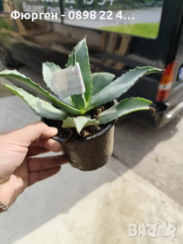 Агаве Американа Блу, снимка 6 - Разсади - 51161293