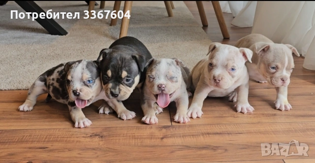 Американско були покет