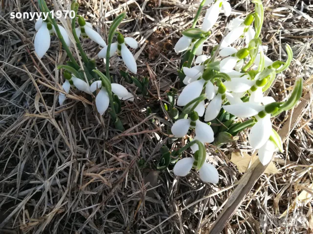 ЛОТ ЛУКОВИЦИ С КОКИЧЕТА В САКСИЯ 0202251645, снимка 11 - Градински цветя и растения - 48931567