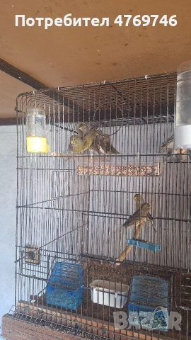 Продавам канарчета 2025г с метални пръстени, снимка 2 - Канари - 53885975