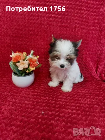 Бивер йорк-прекрасно момиче., снимка 1