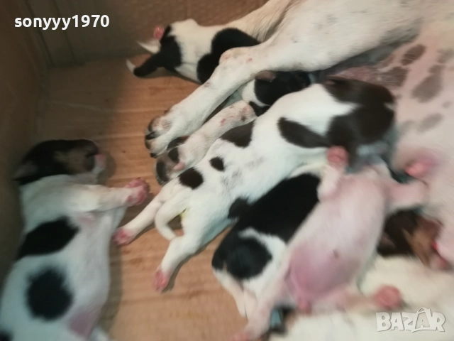 ДЖАК РЪСЕЛ БЕБЕТА-УНИКАЛНИ СЛАДУРИ 250ЛВ ЗА ЕДНО 3108251853, снимка 6 - Джак ръсел териер - 51554322