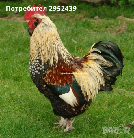 Продавам петли