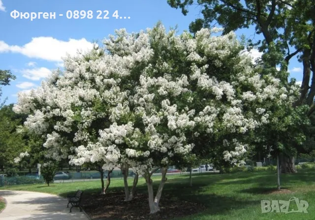 Лагерстремия - индийски люляк Налични 4 цвята , снимка 3 - Разсади - 41067069