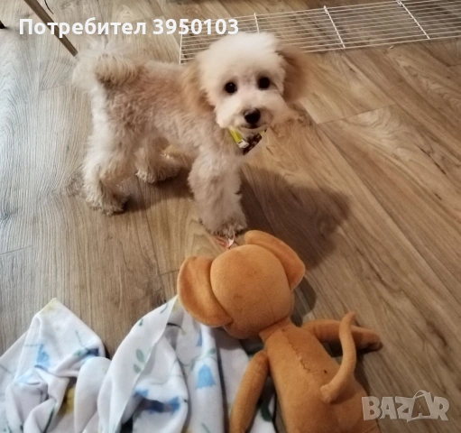 Мини пудел момченце , снимка 7 - Пудели - 54236028
