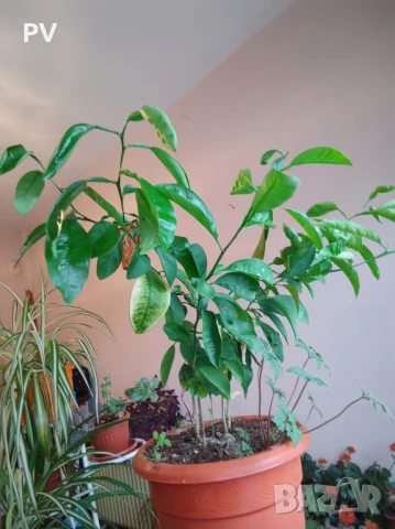 Плодни и декоративни дръвчета, снимка 1