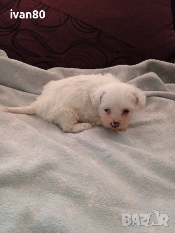 ПРОДАВАМ МАЛТЕЗЕР 