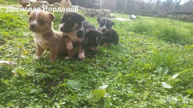 Джак Ръсел Териер, снимка 5 - Джак ръсел териер - 52733963