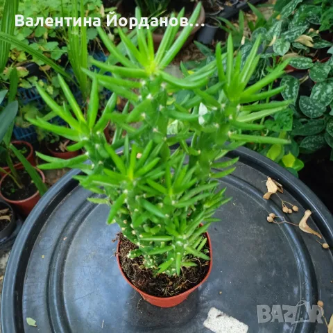 кактус големи растения , снимка 9 - Стайни растения - 56298510