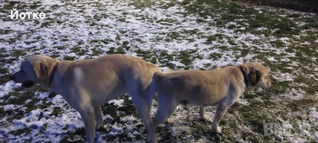 Лабрадор ретривър , снимка 12 - Лабрадор ретривър - 54189754